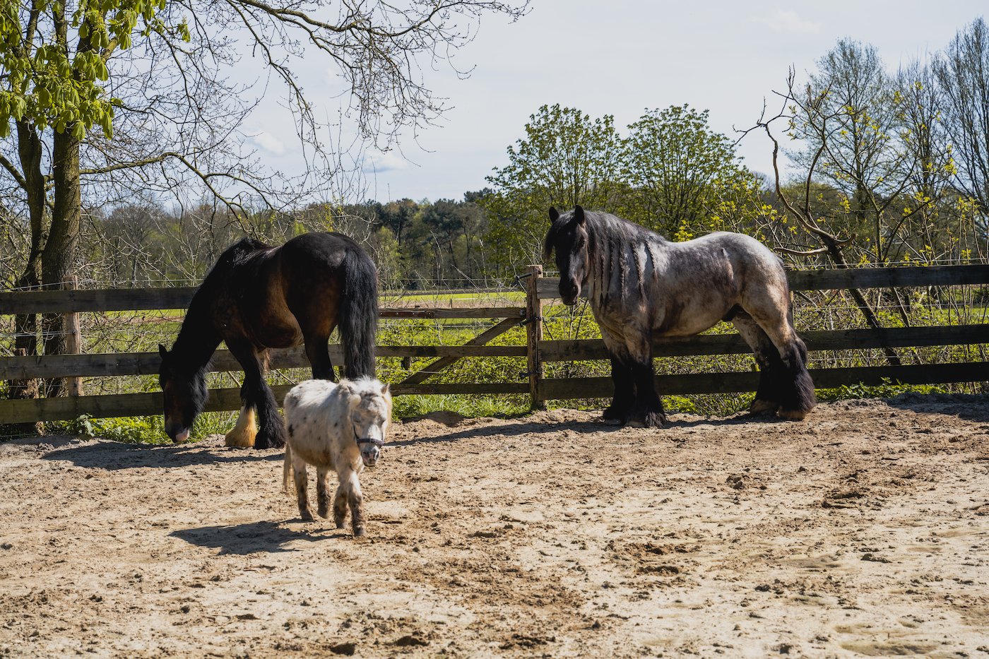 Paarden coaching voor mensen met en na kanker
